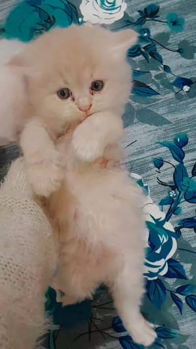 Pure Persian kittens
