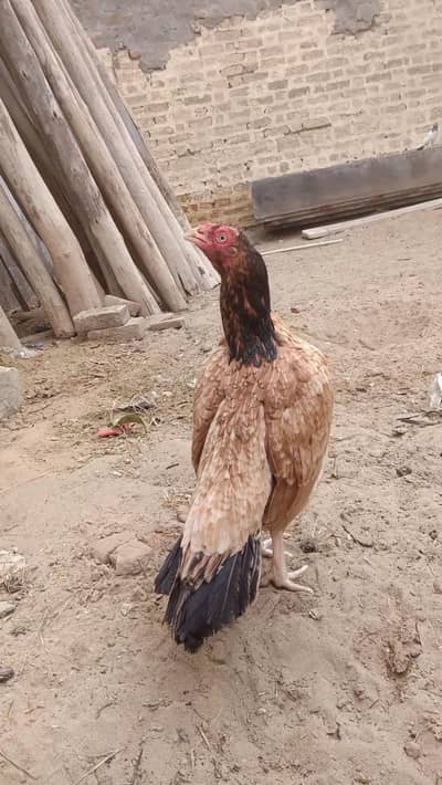 Amroha Cross Aseel/Aseel murga murgi Mianwali/Mianwali bloodline