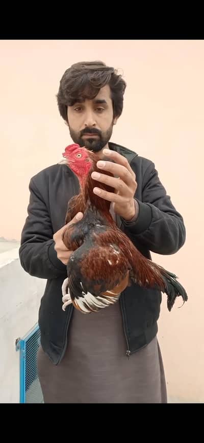 Amroha Cross Aseel/Aseel murga Mianwali/Mianwali bloodline