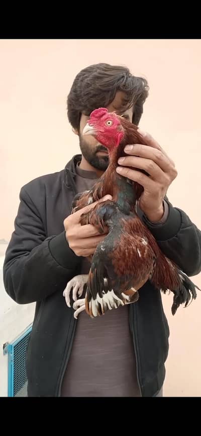 Amroha Cross Aseel/Aseel murga Mianwali/Mianwali bloodline