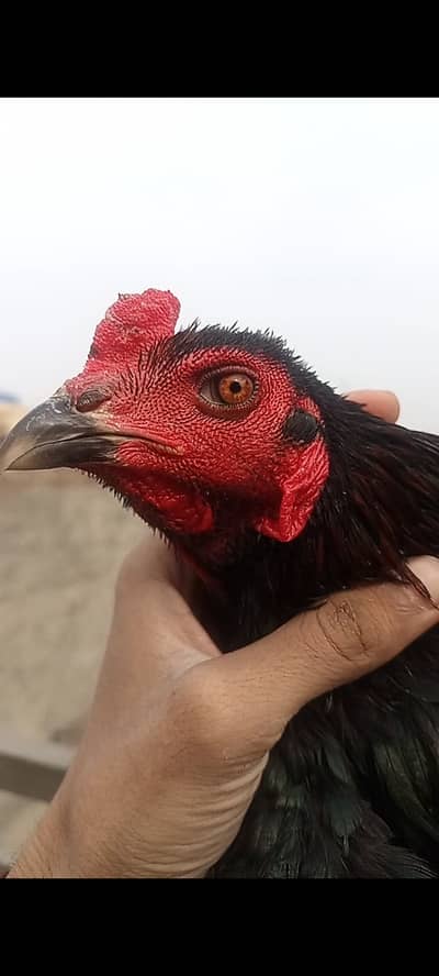 Pure Pkkoya, gamer Patha number: 03092758502