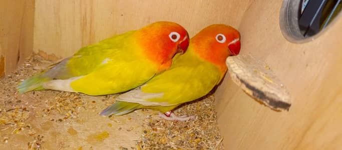 love brids opline pale follow mai sub ha  par bule eugin opline pale h