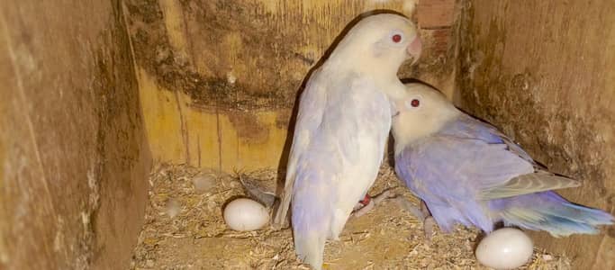 love brids opline pale follow mai sub ha  par bule eugin opline pale h