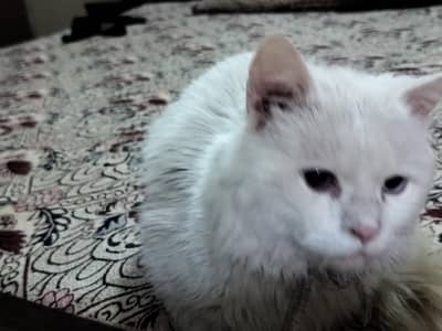 Persian cat different eye colour