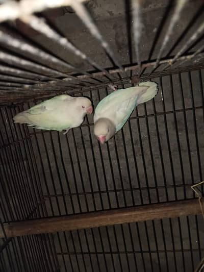 Love birds pairs for sale