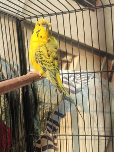 tcb hogoromo exchange possible