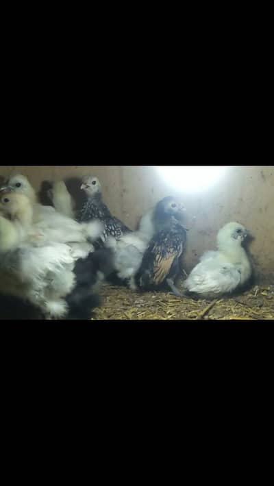 white ko shamo,buff sebright, white sebright, Yokohama,black silky