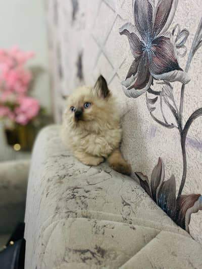 Caty Looking for new home