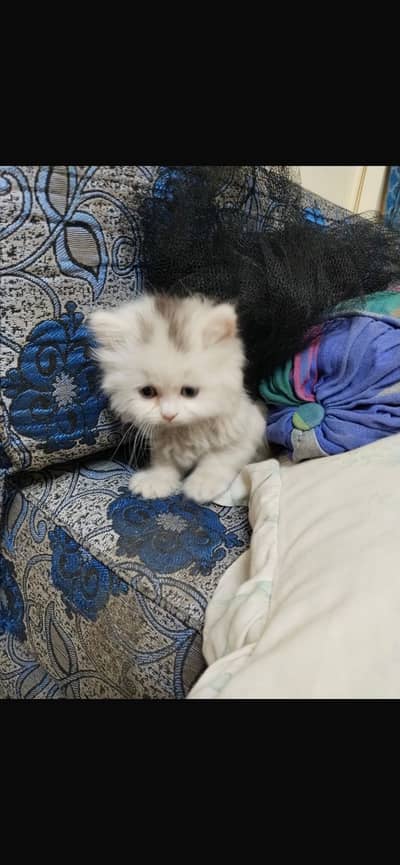 Adorable Persian Kitten for Sale