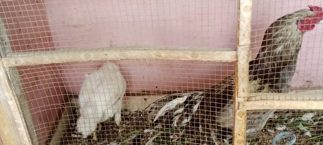 Aseel selata Heera madi pair