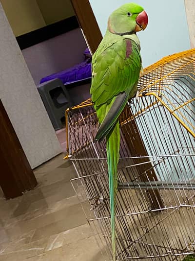 Pahari parrot