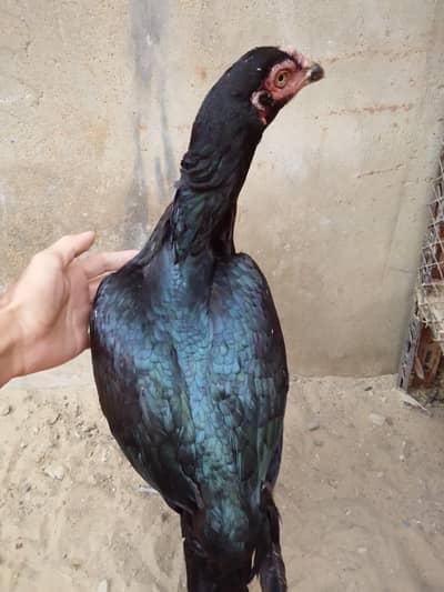 Aseel Mushka Sale & Exchange