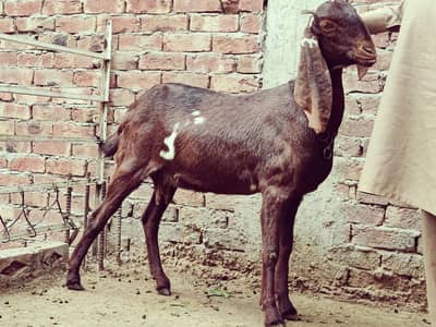 Pair of female Goat (Bakri)