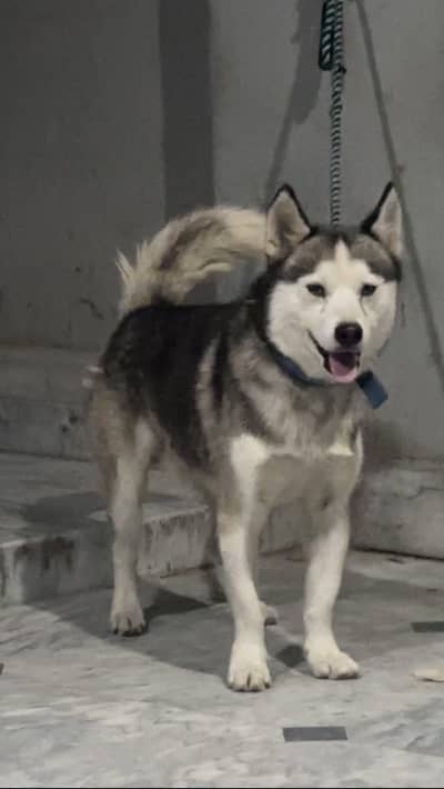Husky for sale