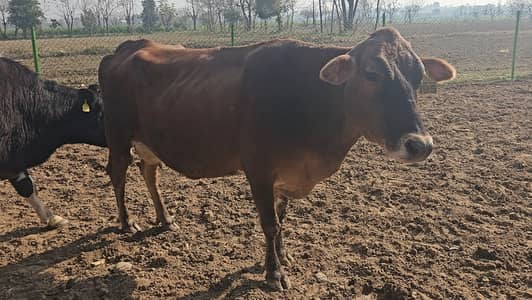 12 Milking Cows For Sale At Cheap Price