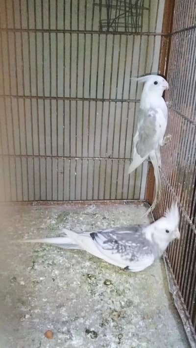 Cocktail Lovebirds Budgies For sell