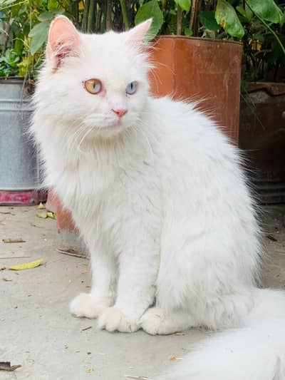Persian cat with "ODD EYES"