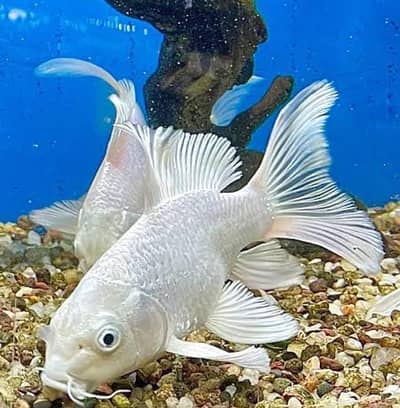 Beautiful white diamond kio fish for sale in pair