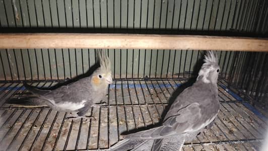 2 male grey confirm split ino
