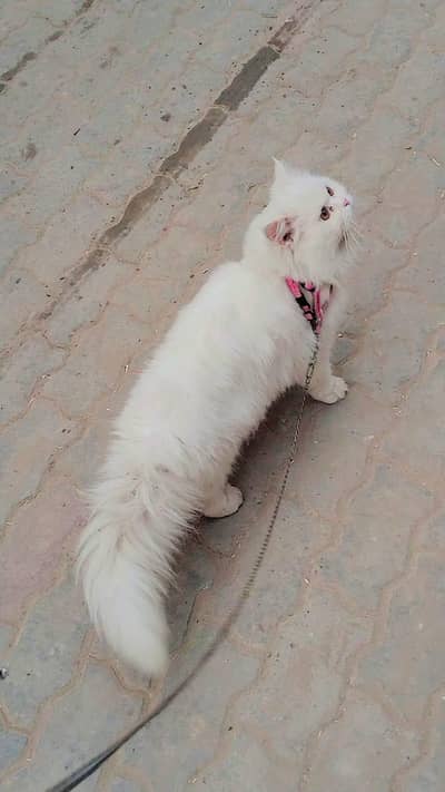 Persian male tripple cotted for sale  doll face