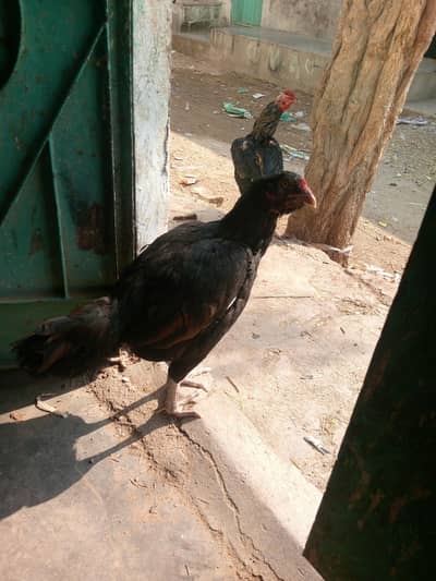 aseel pair hy sawa murga hy miyawali murgi