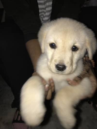 White American Labradore Puppy