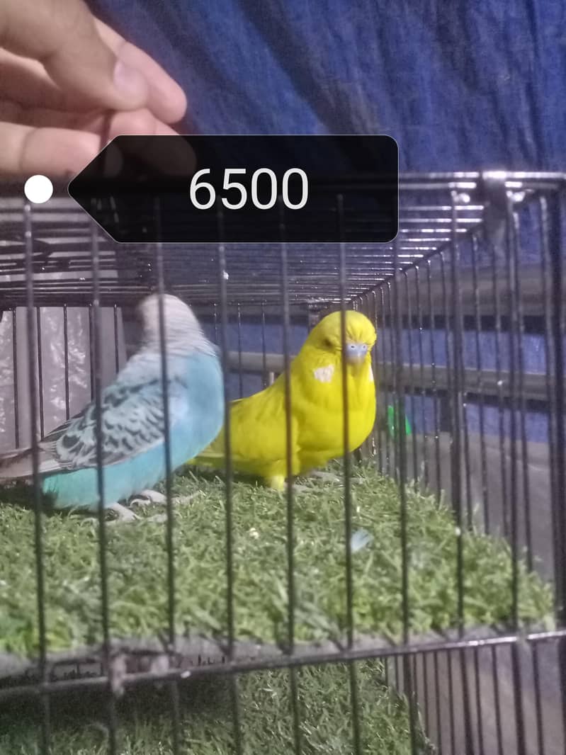 King - Undersize Pair 0