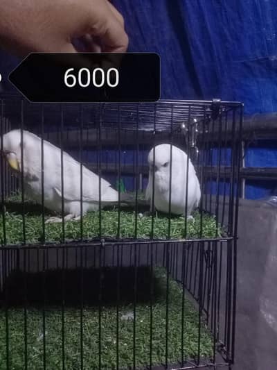 King - Undersize Pair