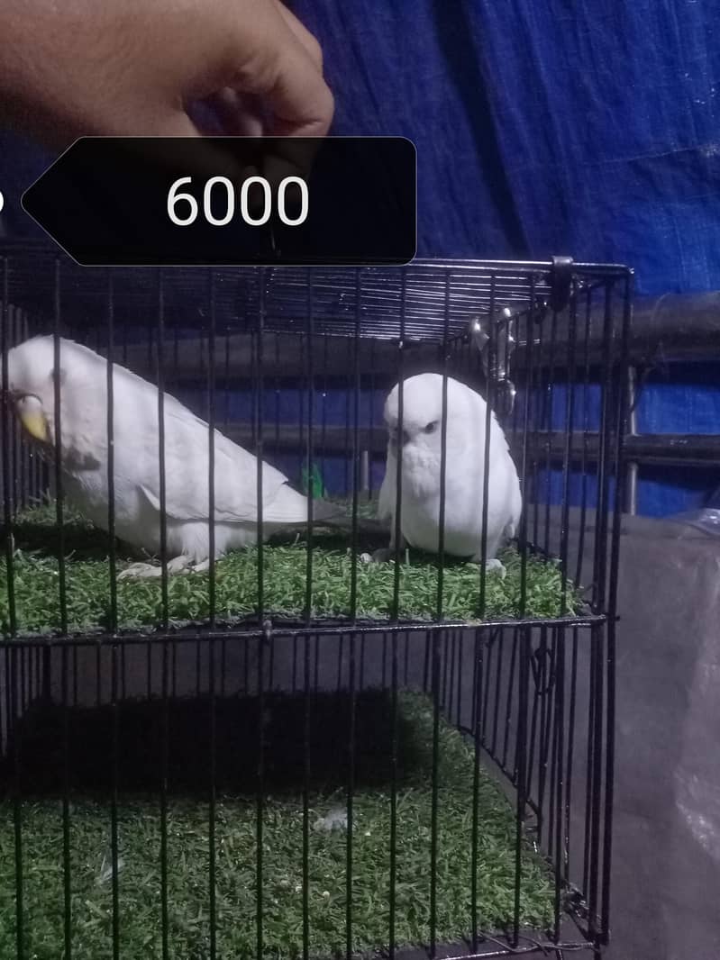 King - Undersize Pair 1