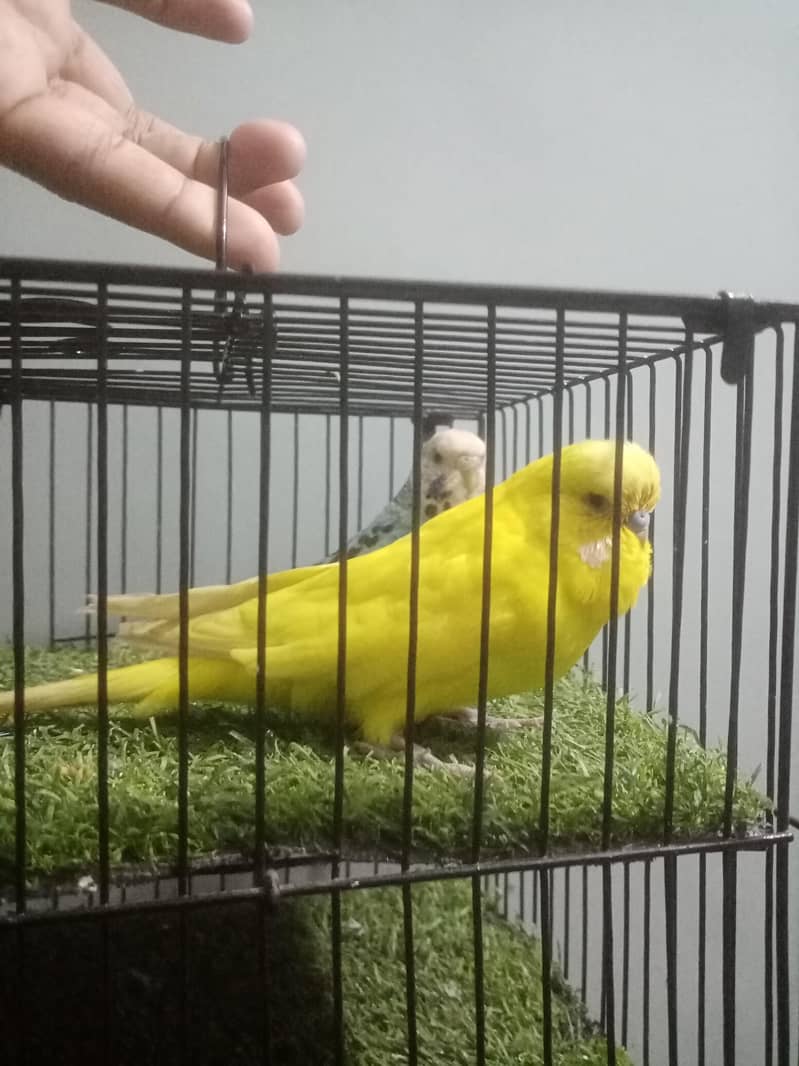 King - Undersize Pair 4