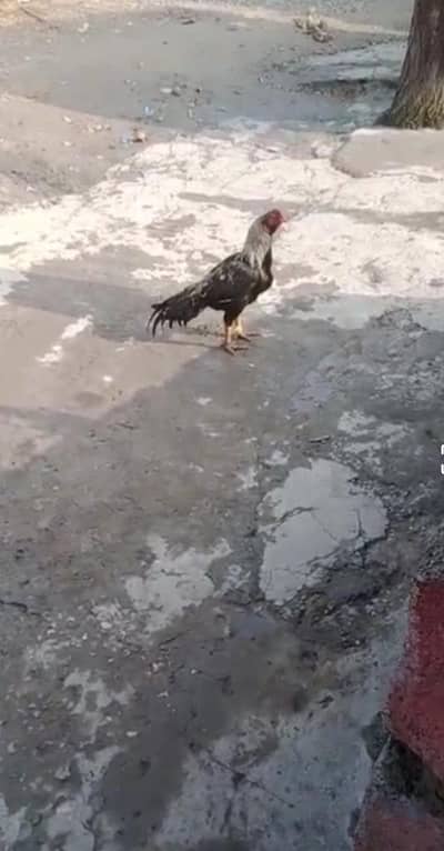 aseel high quality male avaliable