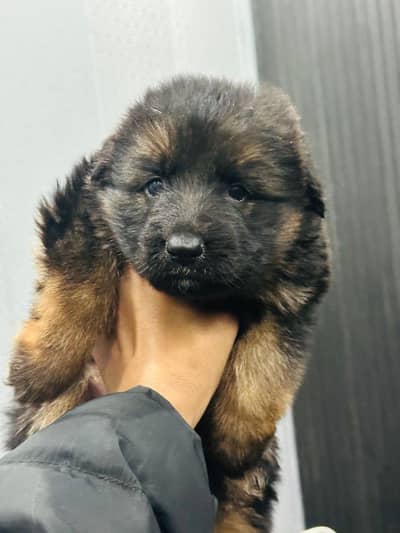 Gsd female puppy