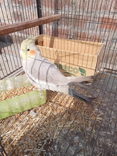 cocktail parrot for sell with one piece love birds free