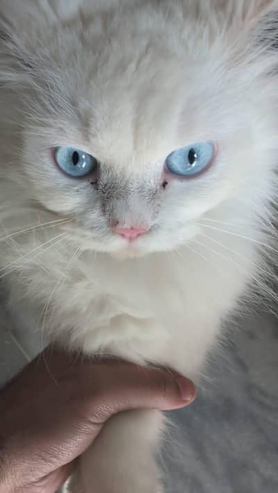Blue eyes female Persian 5.1 months for sale 17k (vaccinated)