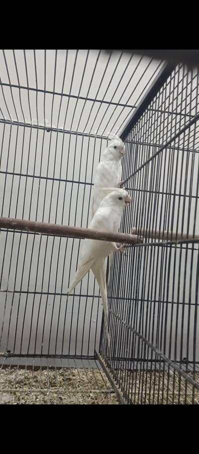 Eno cocktails breeder pair available 7/8 pair ha total achi quality ma