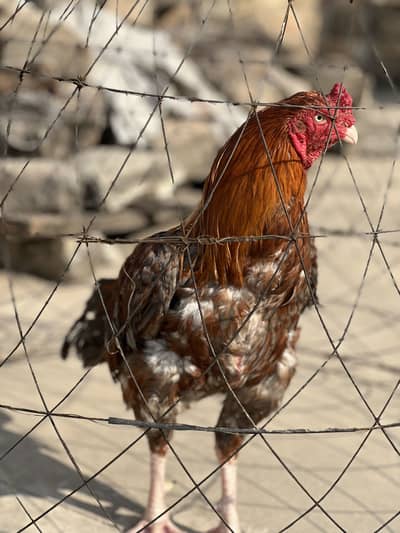 Aseel Hen. Parrot peak Clear eye