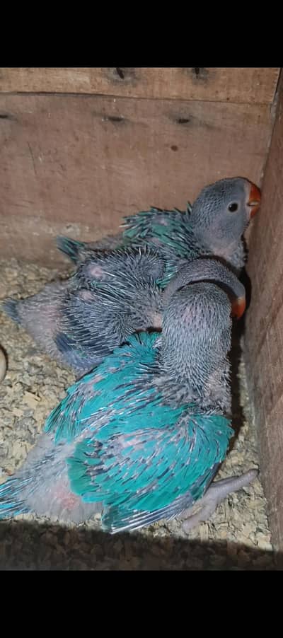 blue ringneck cheeks beautiful per peace 16500
