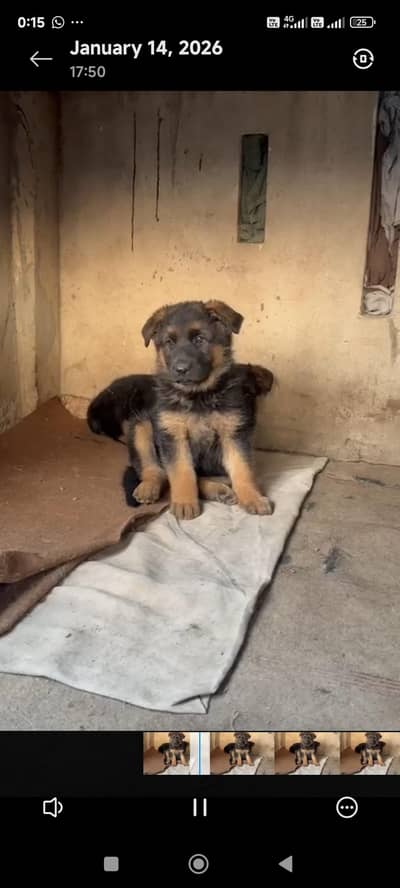 German shepherd double coat  female puppy