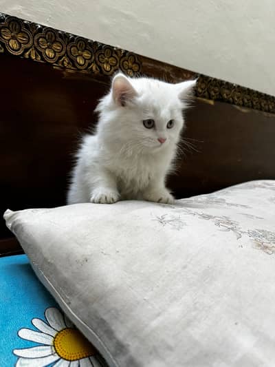 Persian white kitten 2 months  Self feed  Litter trained