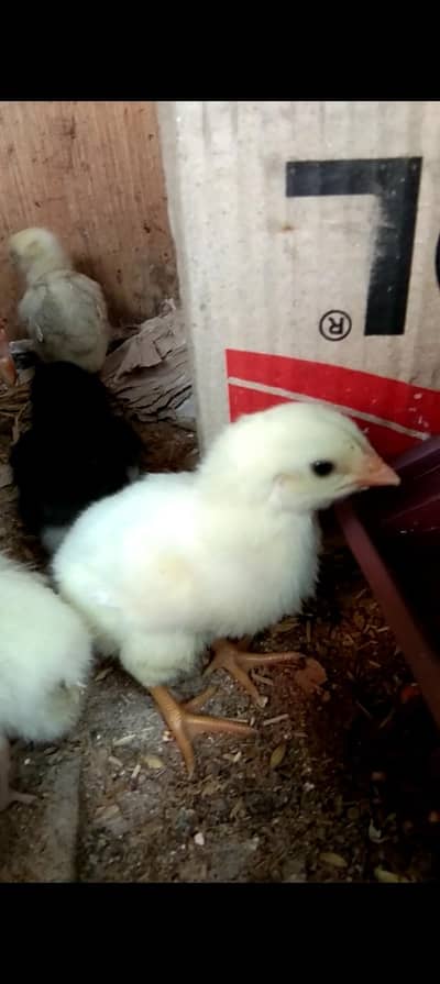 white shamo chicks or dragon chicks