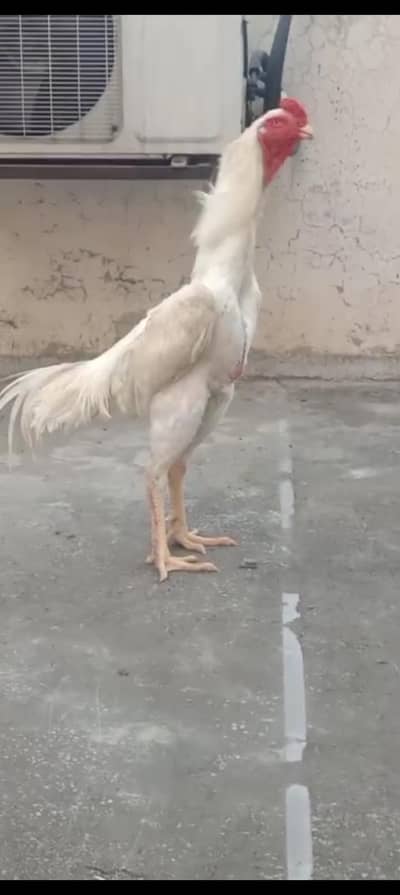 white shamo chicks or dragon chicks