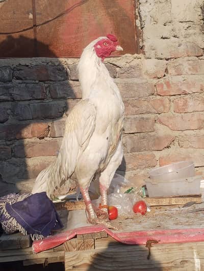 Mashallah A1 Top Quality mianwali Heera aseel murga for sale