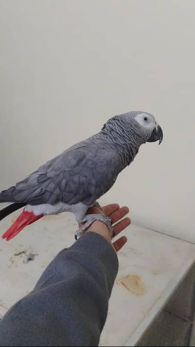 African Grey parrot hand Tam for sale
