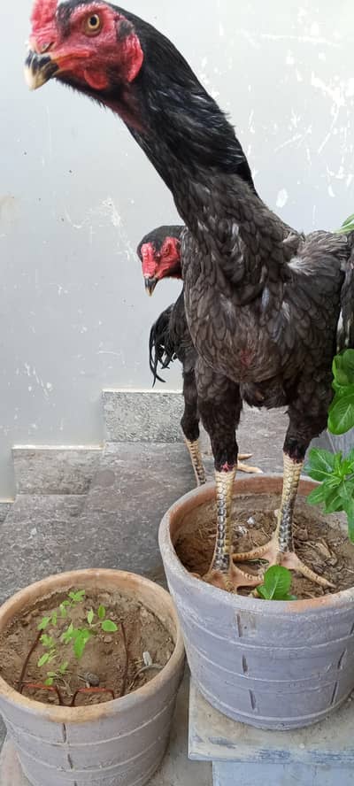 germonhigh quality Oshamo