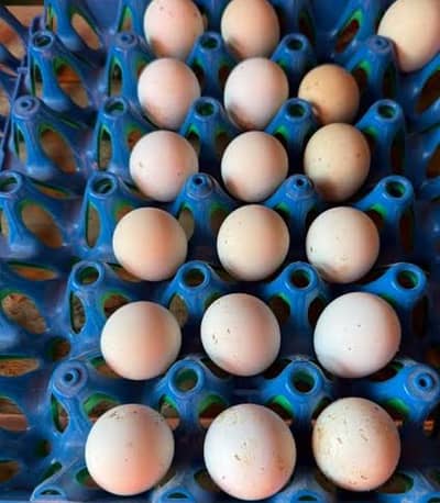 king size white o shamo eggs