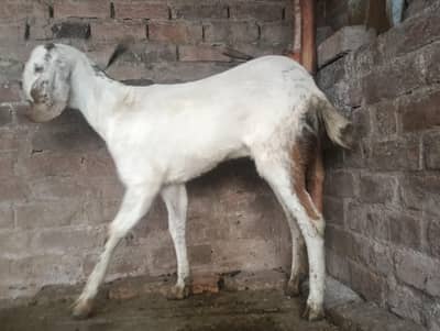 pregnant goat for sale