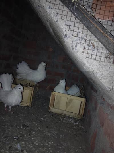 urgent sale for lacka pigeon