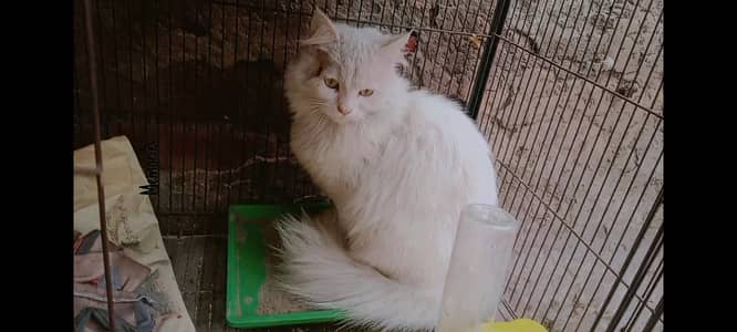 Persian Cat for Sale with All her Accessories