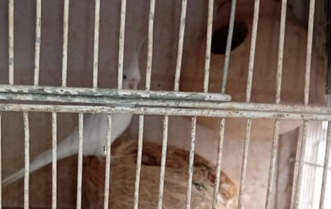 White Cockatiel [male]