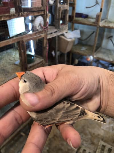 Full orange zebra finch female